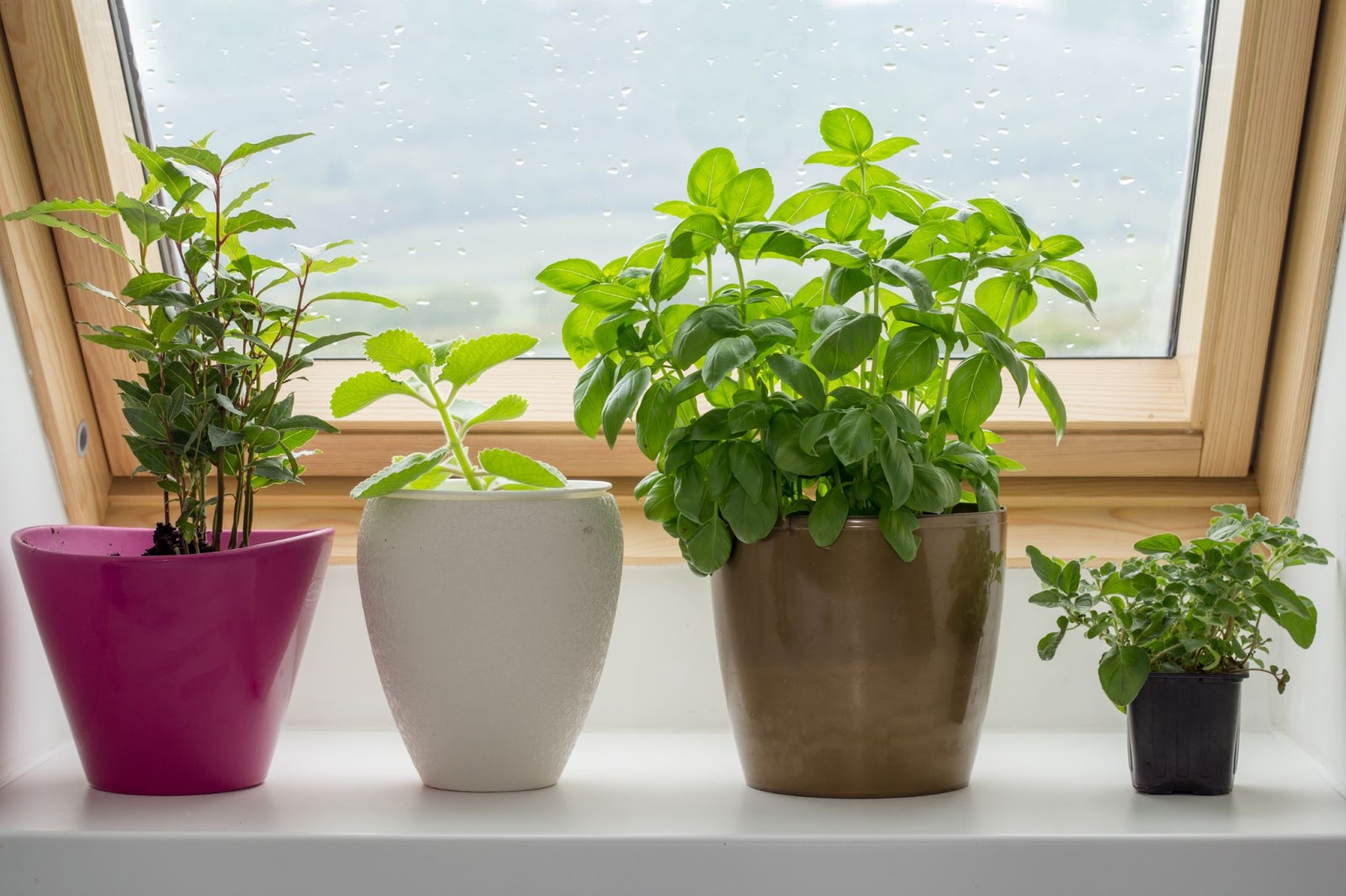 A row of herb plant pots on a kitchen window sill.