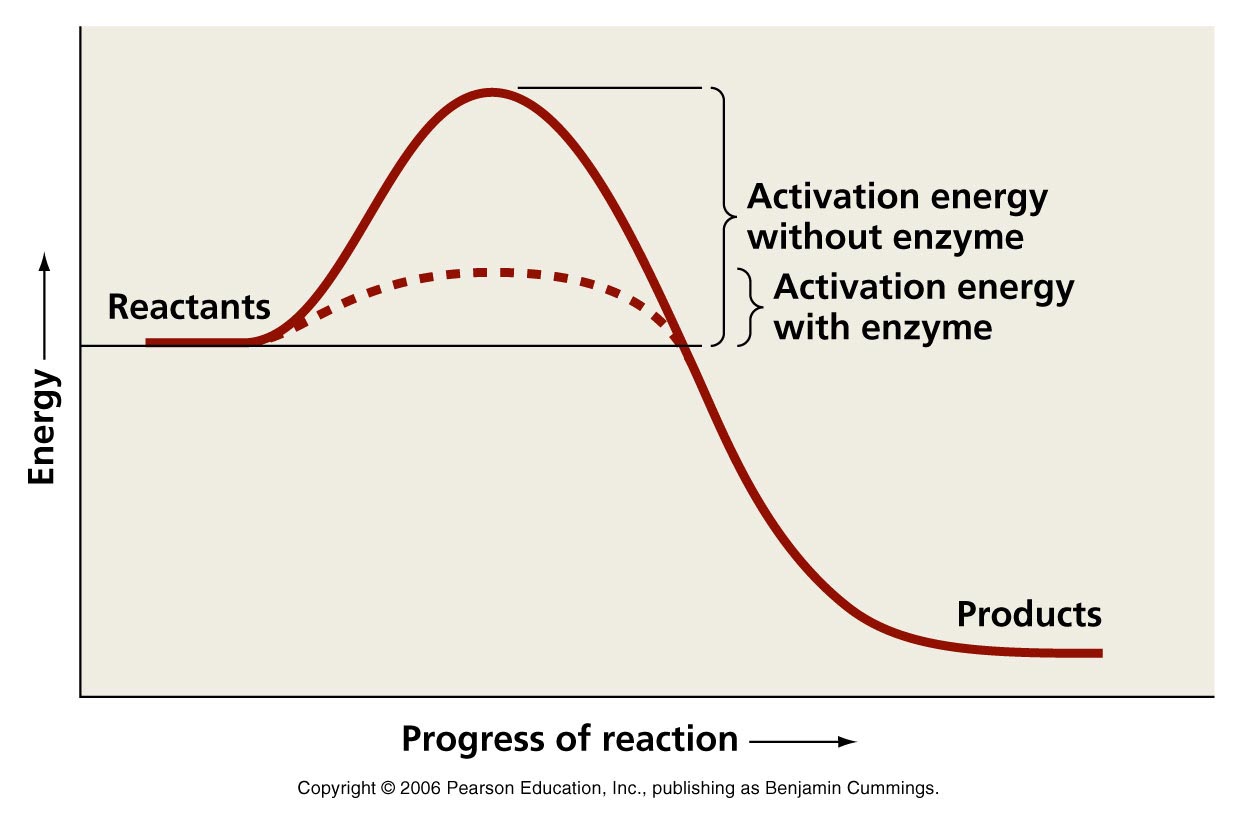 http://academic.pgcc.edu/~kroberts/Lecture/Chapter%205/05-05_CatalystGraph_L.jpg