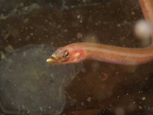 Quillfish (Ptilichthys goodei) · iNaturalist