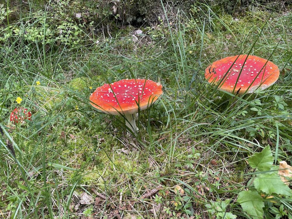 a couple of red mushrooms sitting on top of a lush green field
