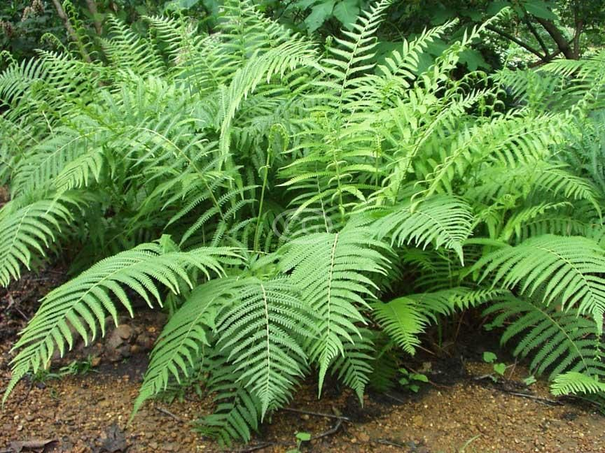 Florida Shield Fern (Dryopteris ludoviciana)