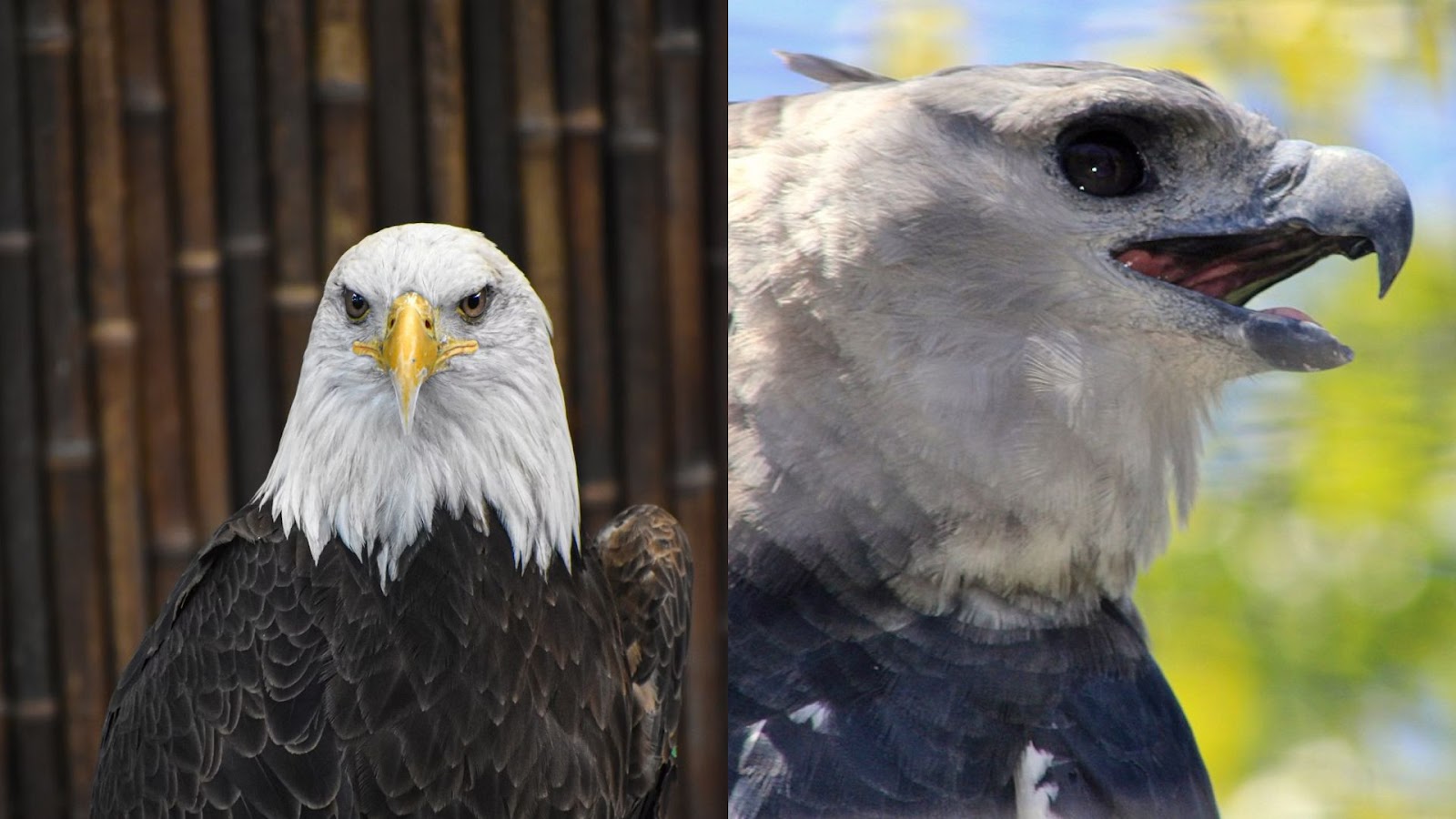 Bald eagle & Harpy Eagle
