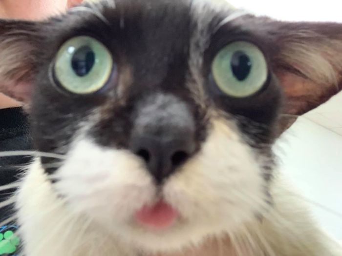 Almost Everyone Wants To Adopt This Very Special Kitty That Looks Like Baby Yoda