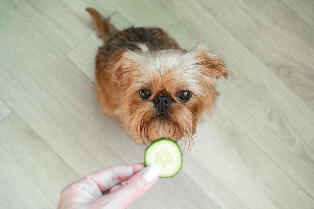 Dog cucumber slice