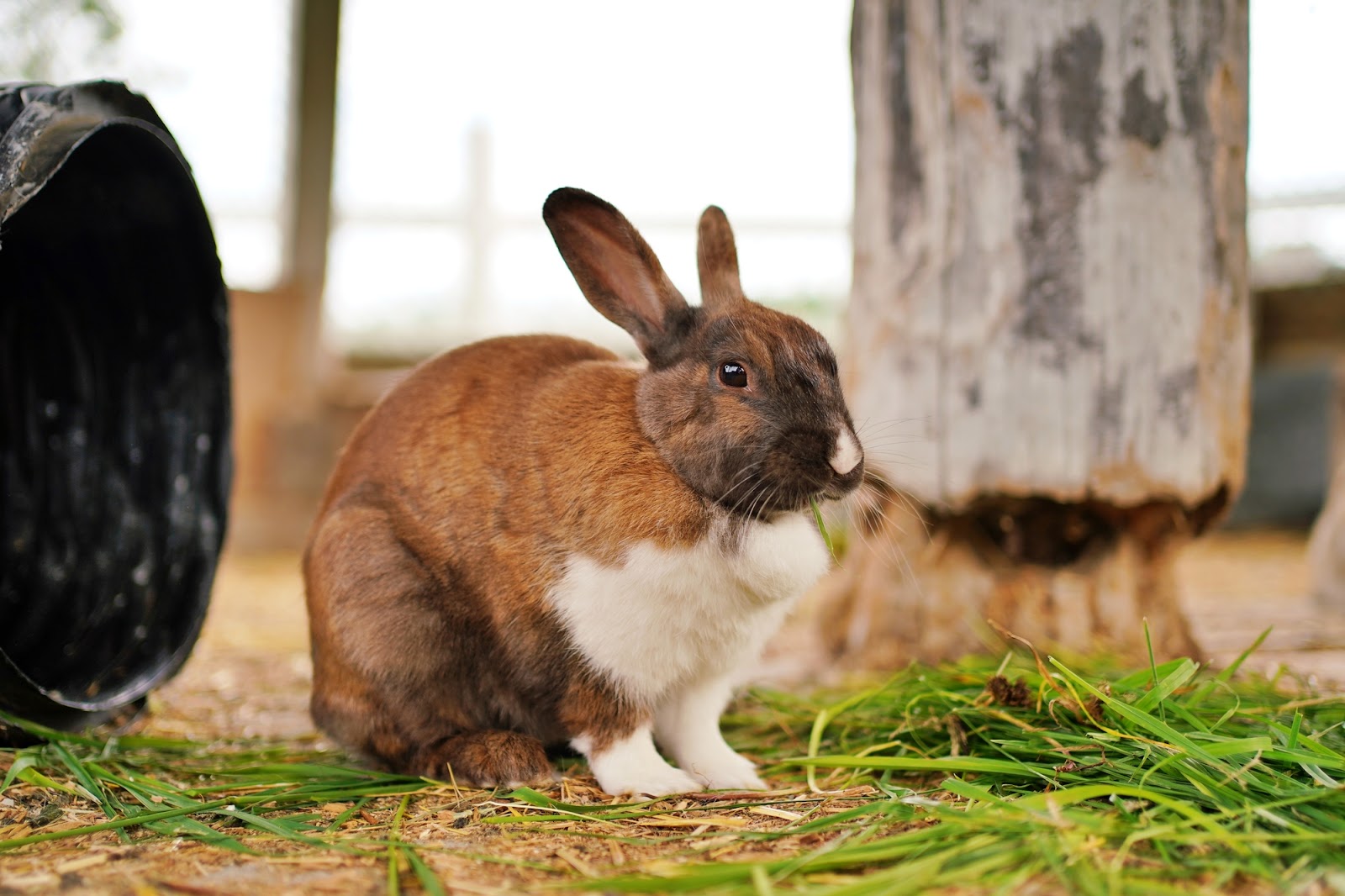 広大な敷地で動物たちと自然を満喫！ファームズ千代田 ふれあい牧場