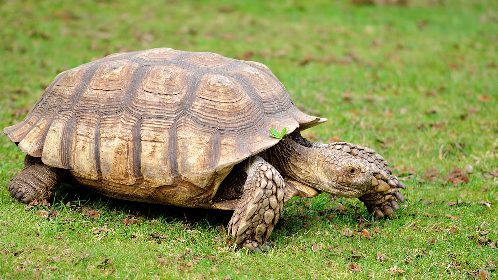 How Long Do Sulcata Tortoises Live