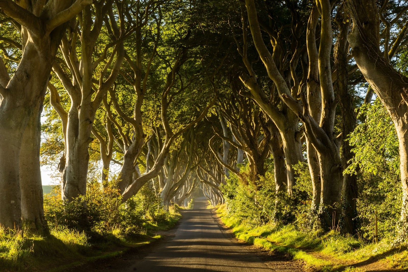 The-dark-hedges-ireland-venture-caravans