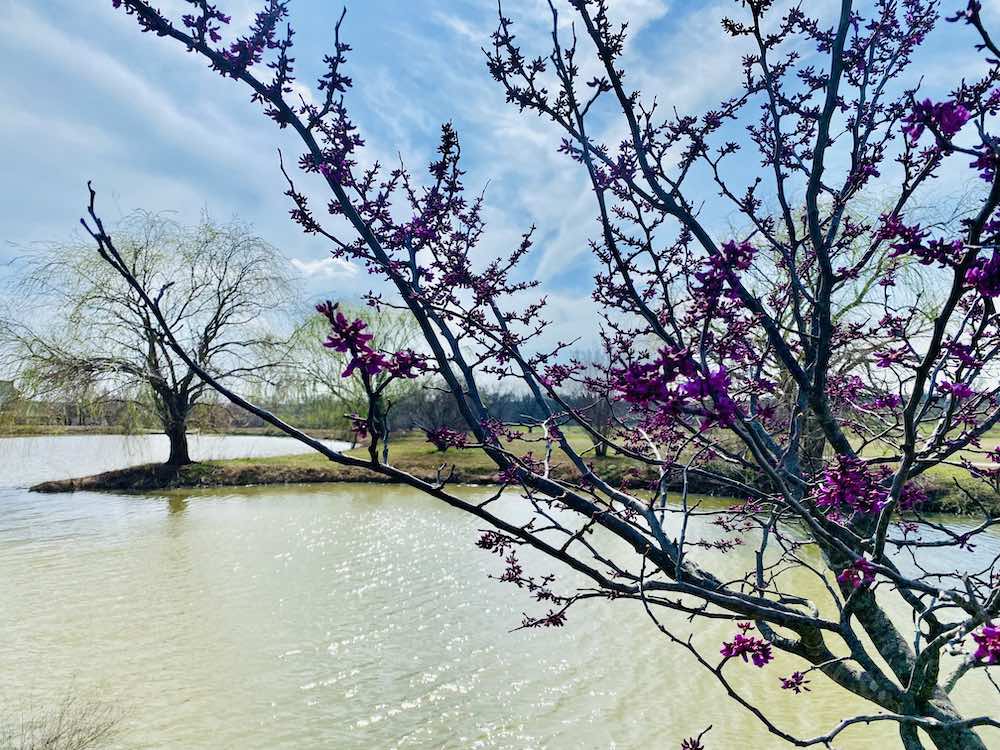 Redbud tree at Springtime, budding next to pond