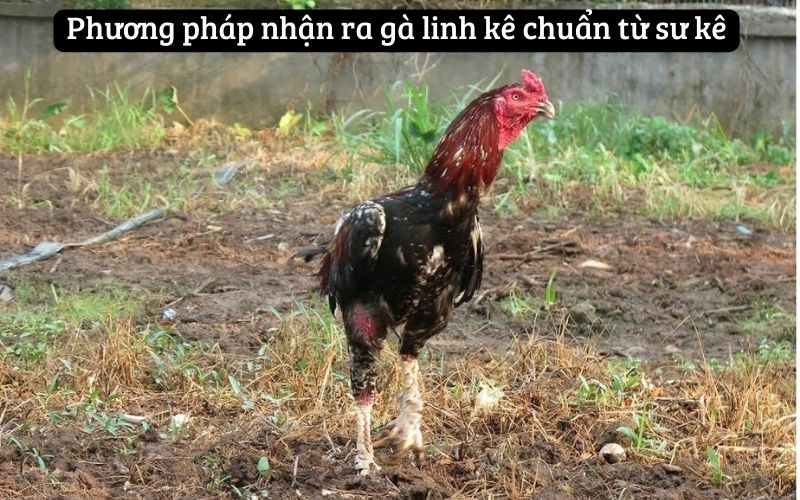 Phương pháp nhận ra gà linh kê chuẩn từ sư kê