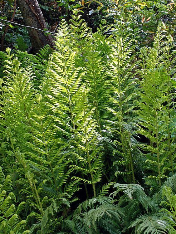 Giant Chain Fern 