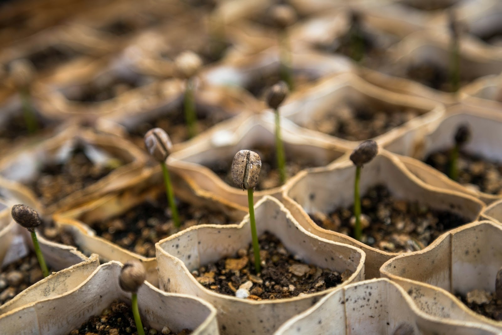 5 Proven Methods To Achieve Successful Seed Germination 