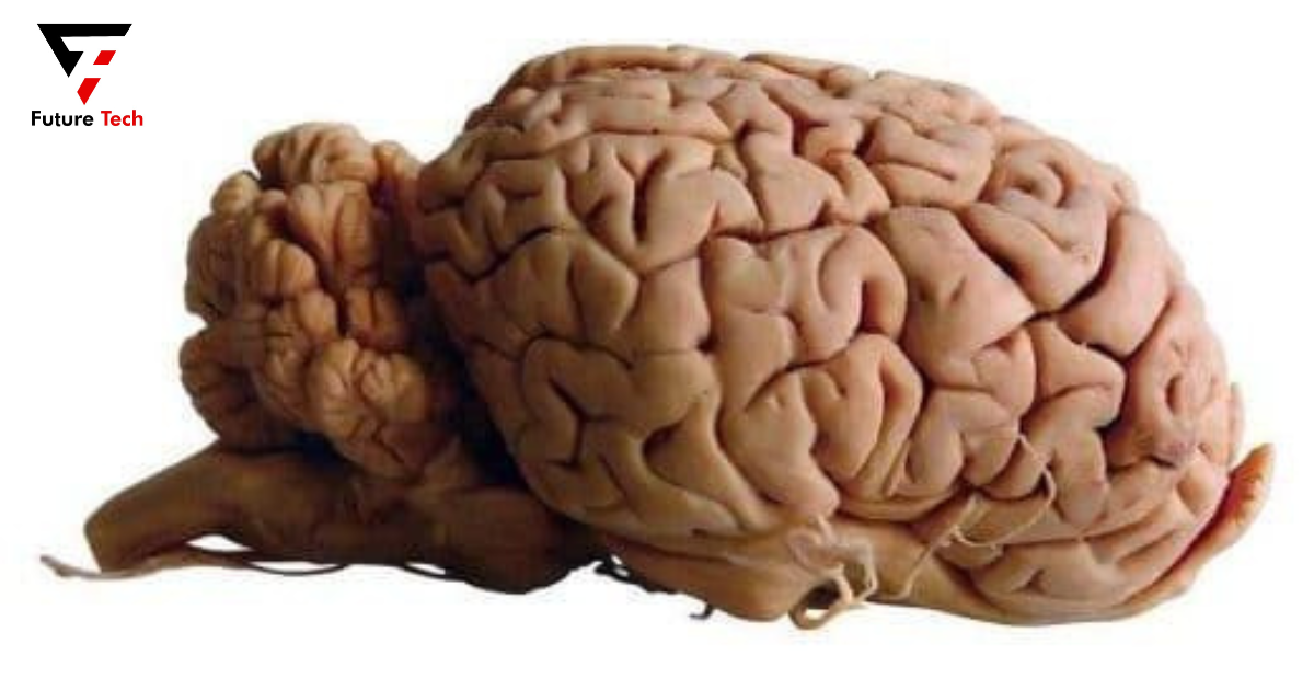 The Size of a Horse's Brain Image