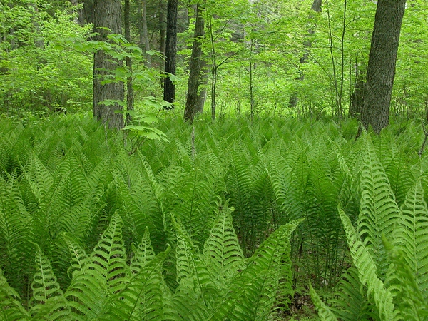 Ostrich Fern (Onoclea struthiopteris)