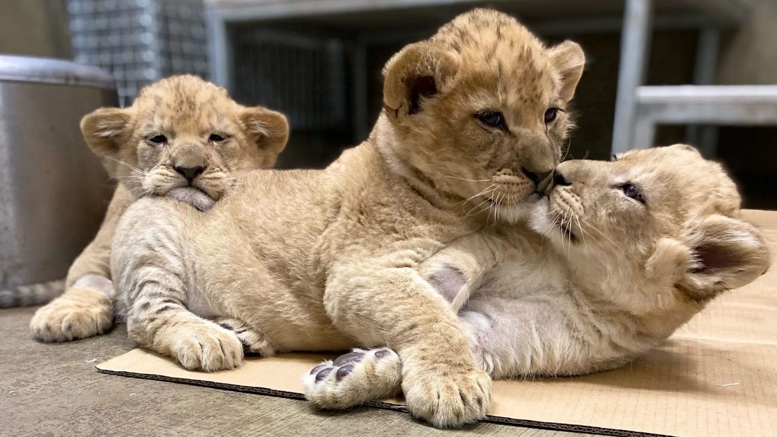 A Lion Life Span: The Oldest Lion Ever - WildLifeGrow