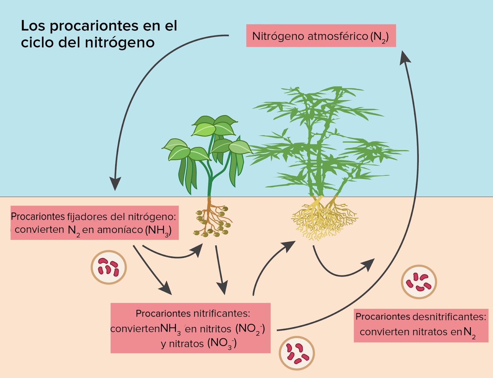 Los procariontes cumplen varias funciones en el ciclo del nitrógeno. Las bacterias fijadoras de nitrógeno que se encuentran en el suelo y dentro de los nódulos radicales de algunas plantas convierten el nitrógeno gaseoso de la atmósfera en amoníaco. Las bacterias nitrificantes convierten el amoníaco en nitratos o nitritos. El amoníaco, los nitratos y los nitritos son formas de nitrógeno fijo que las plantas pueden absorber. Las bacterias desnitrificantes convierten los nitratos en nitrógeno gaseoso.