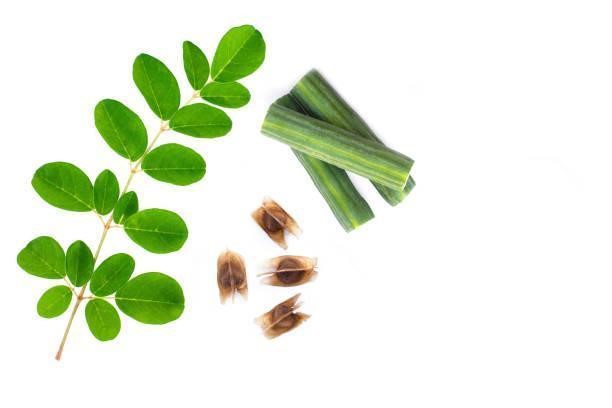 610+ Moringa Leaves With Seed Stock Photos, Pictures & Royalty-Free Images - iStock