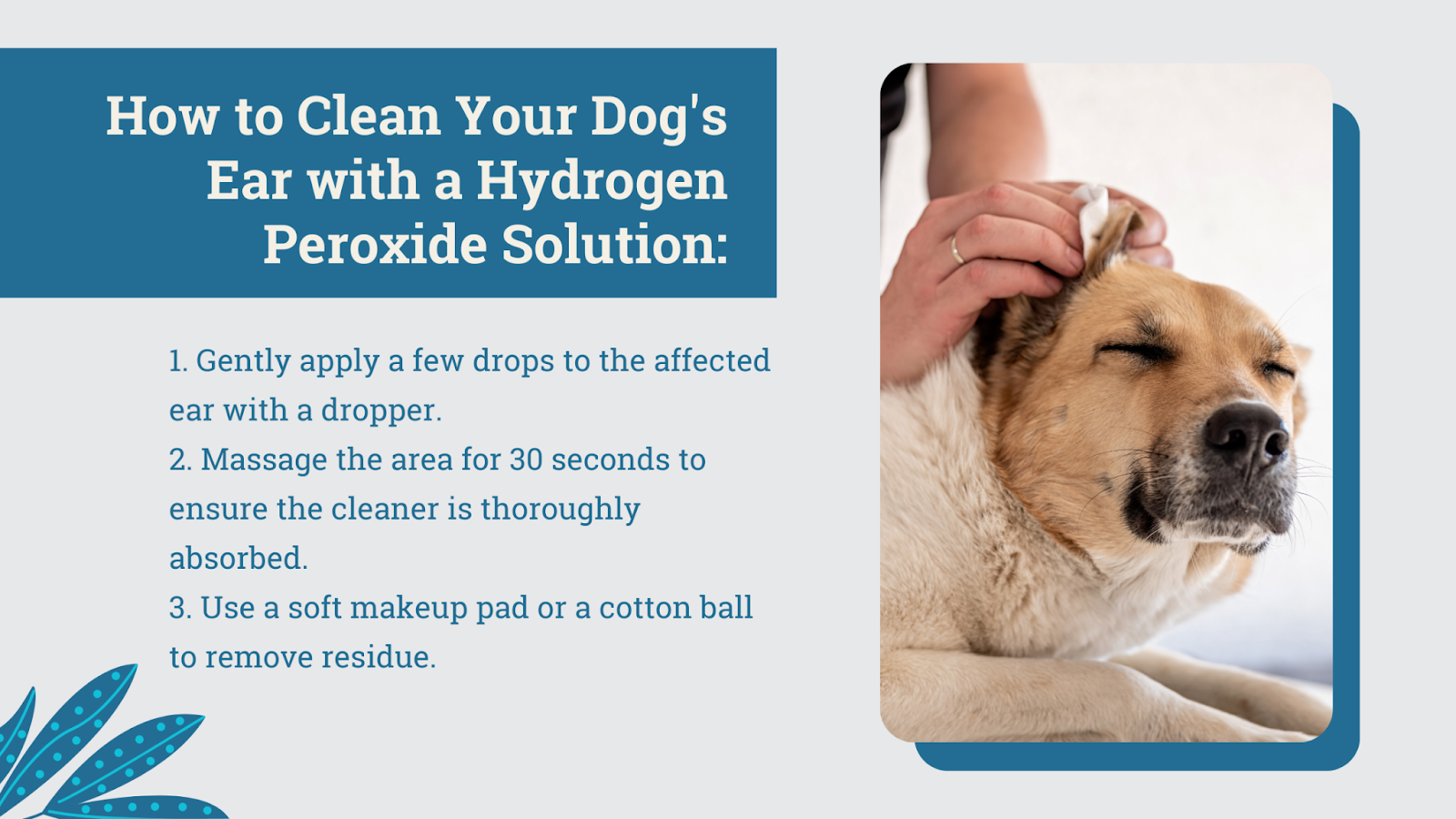 How to clean your dog's ear with a hydrogen peroxide solution