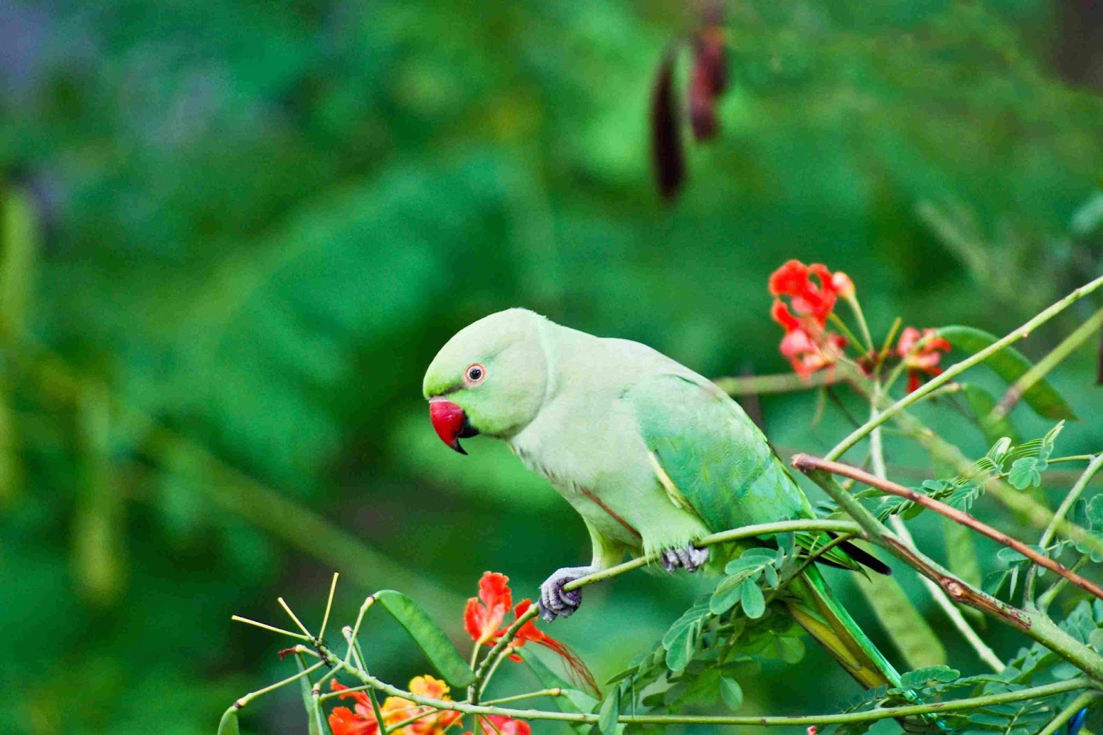 Good Beginner Parrots