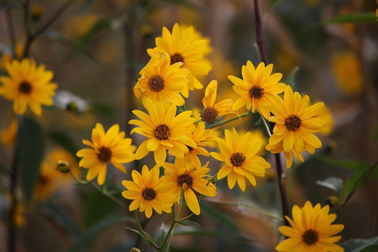 Arnica – benefici