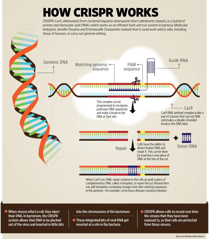 How genes are edited using CRISPR-Cas9 | Mint