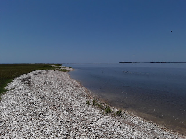 Thousands of white, empty oyster shells washed up on the edge of the water.