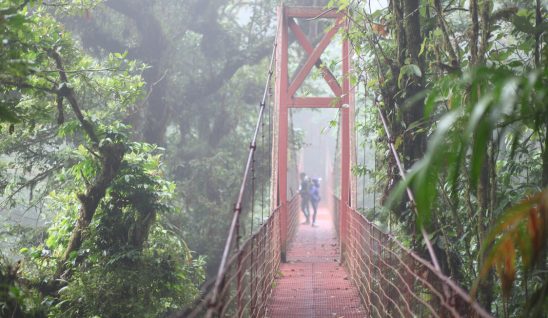 Bridge through Monteverde