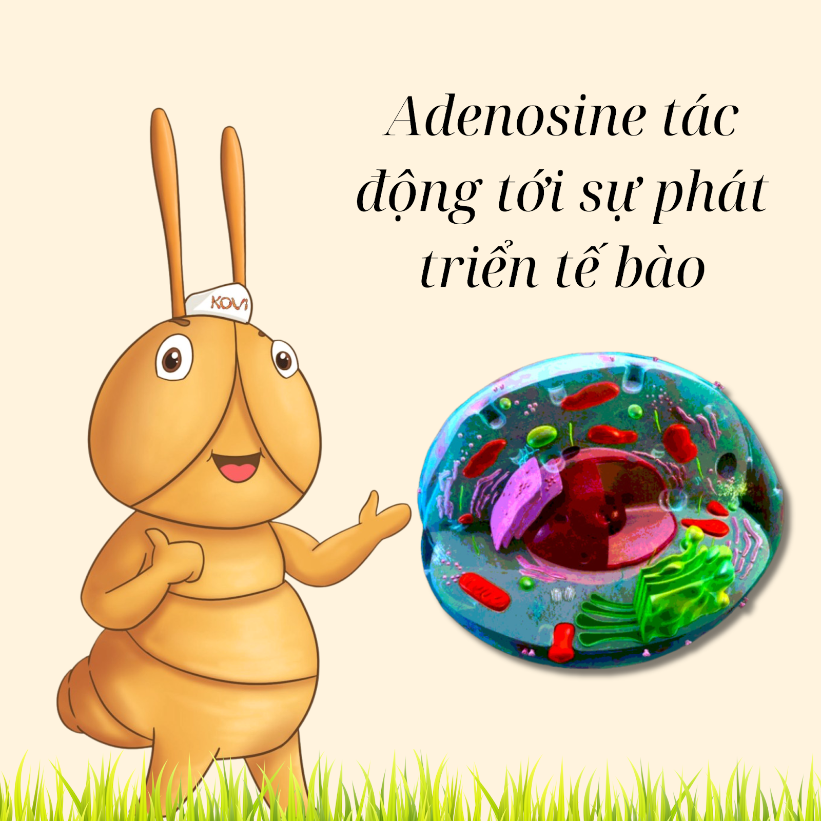  Adenosine Tác động tới sự phát triển tế bào