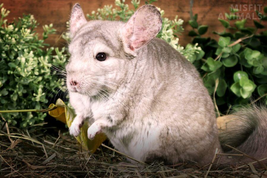 Chinchilla Odor