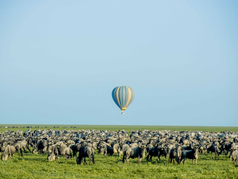 Great Wildebeest Migration in the Serengeti when in your Safari to Tanzania