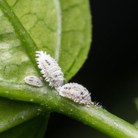 Mealybugs