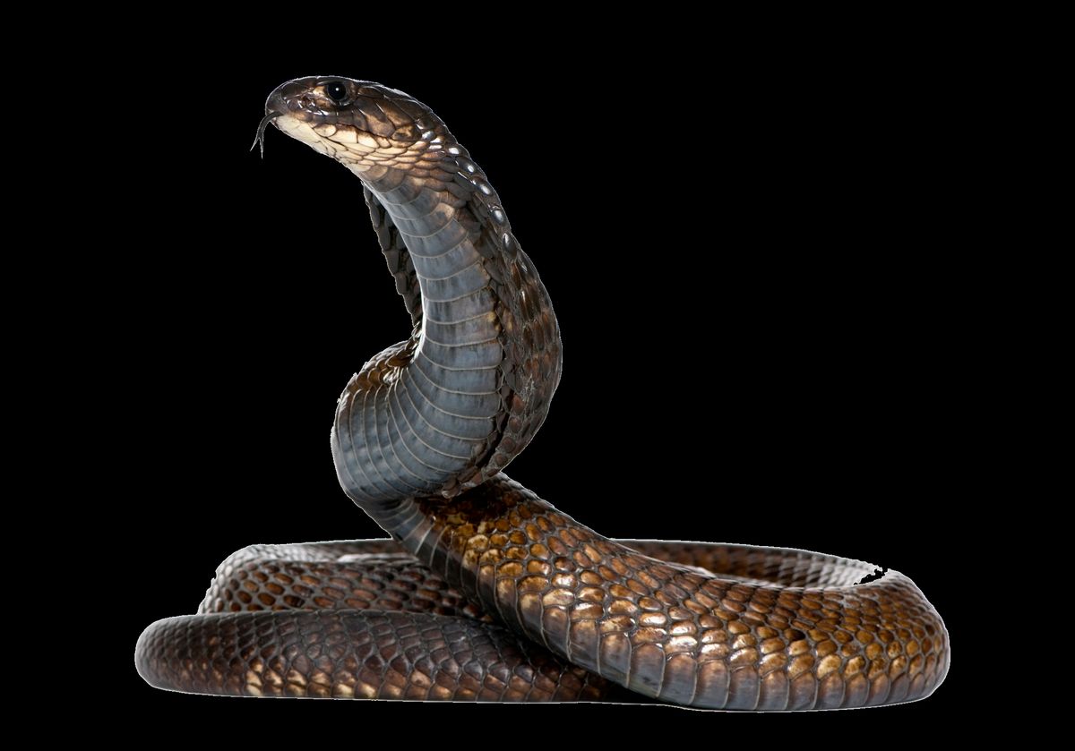 Deciphering the Message Behind Snake Bites in Dreams
