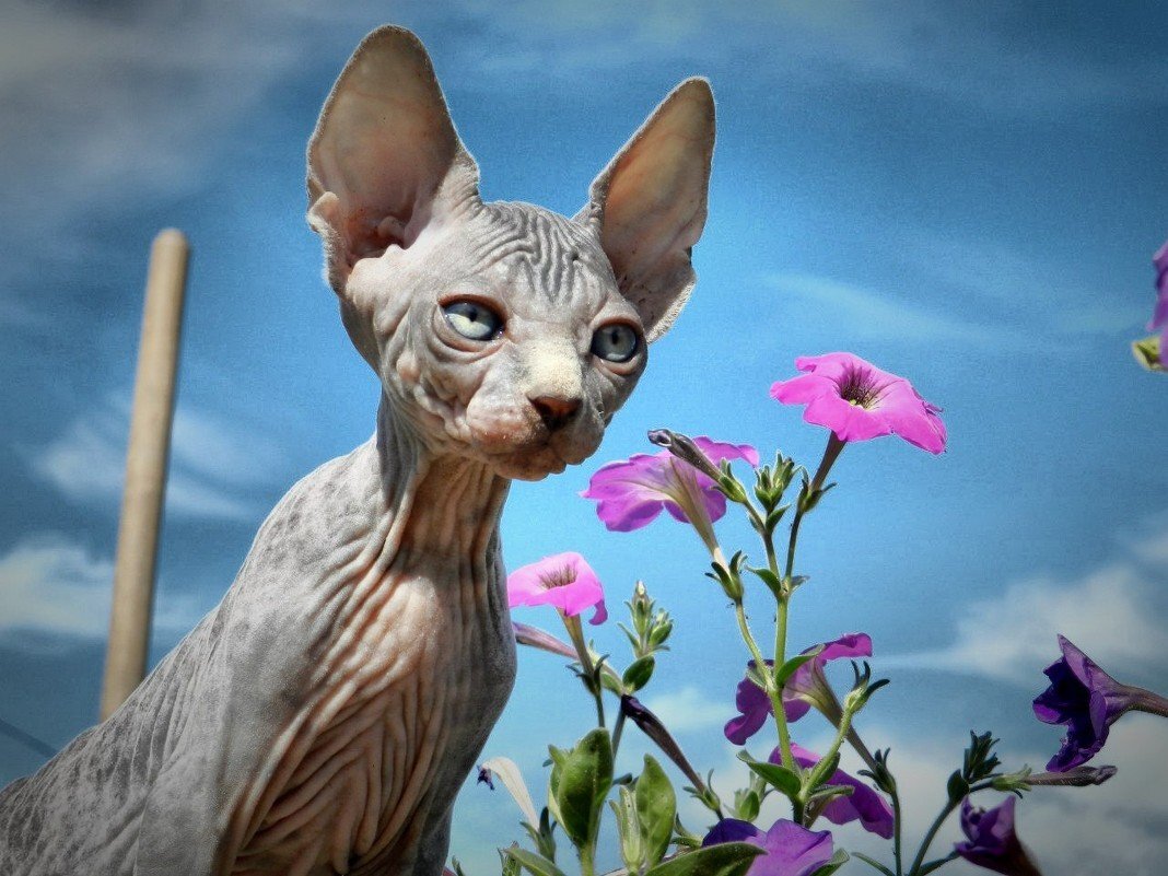 Sphynx Cat Rescue Texas