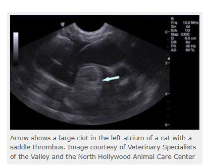 Arrow shows a large clot in the left atrium of a cat with a saddle thrombus. Image courtesy of Veterinary Specialists of the Valley and the North Hollywood Animal Care Center Arrow shows a large clot in the left atrium of a cat with a saddle thrombus. Image courtesy of Veterinary Specialists of the Valley and the North Hollywood Animal Care Center