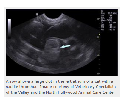 Arrow shows a large clot in the left atrium of a cat with a saddle thrombus. Image courtesy of Veterinary Specialists of the Valley and the North Hollywood Animal Care Center