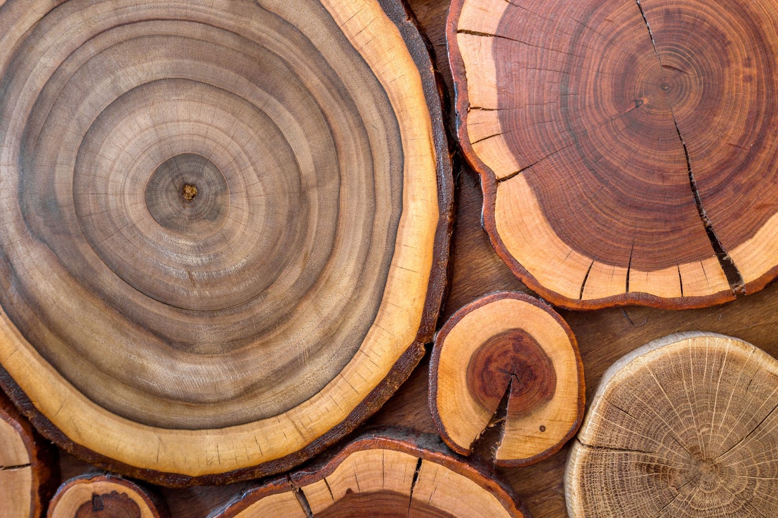 The brown and yellow rounded crackled stumps with annual rings in different sizes and forms.