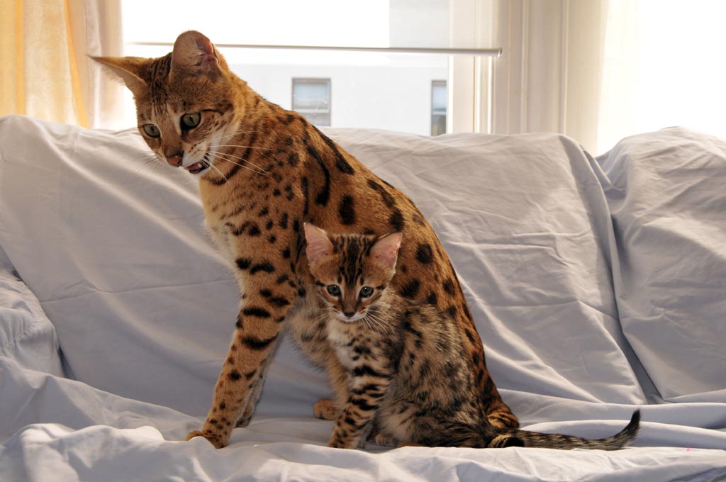 Savannah Cats California