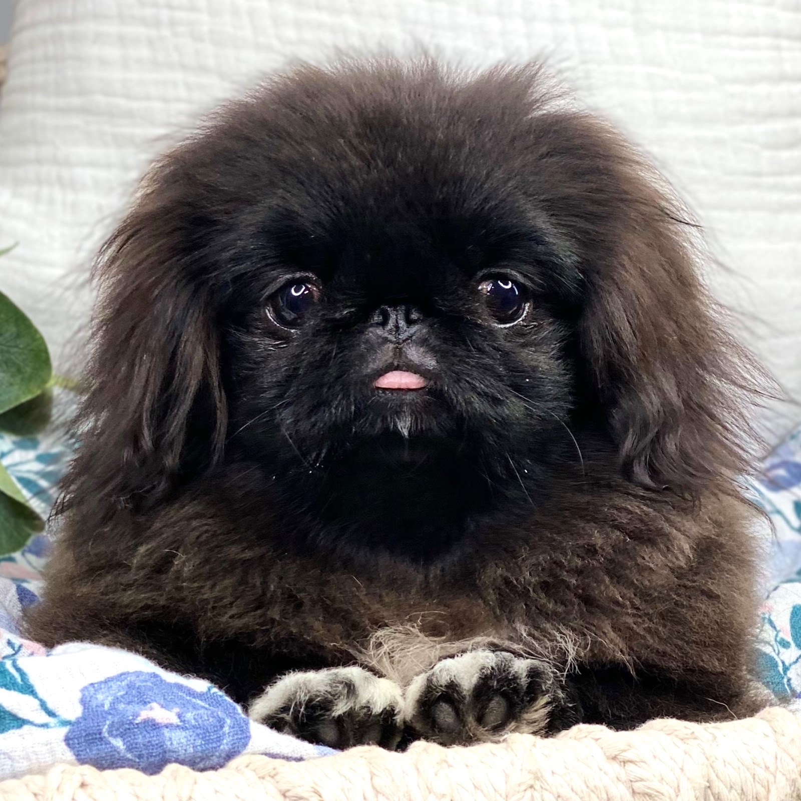 black pekingese puppy