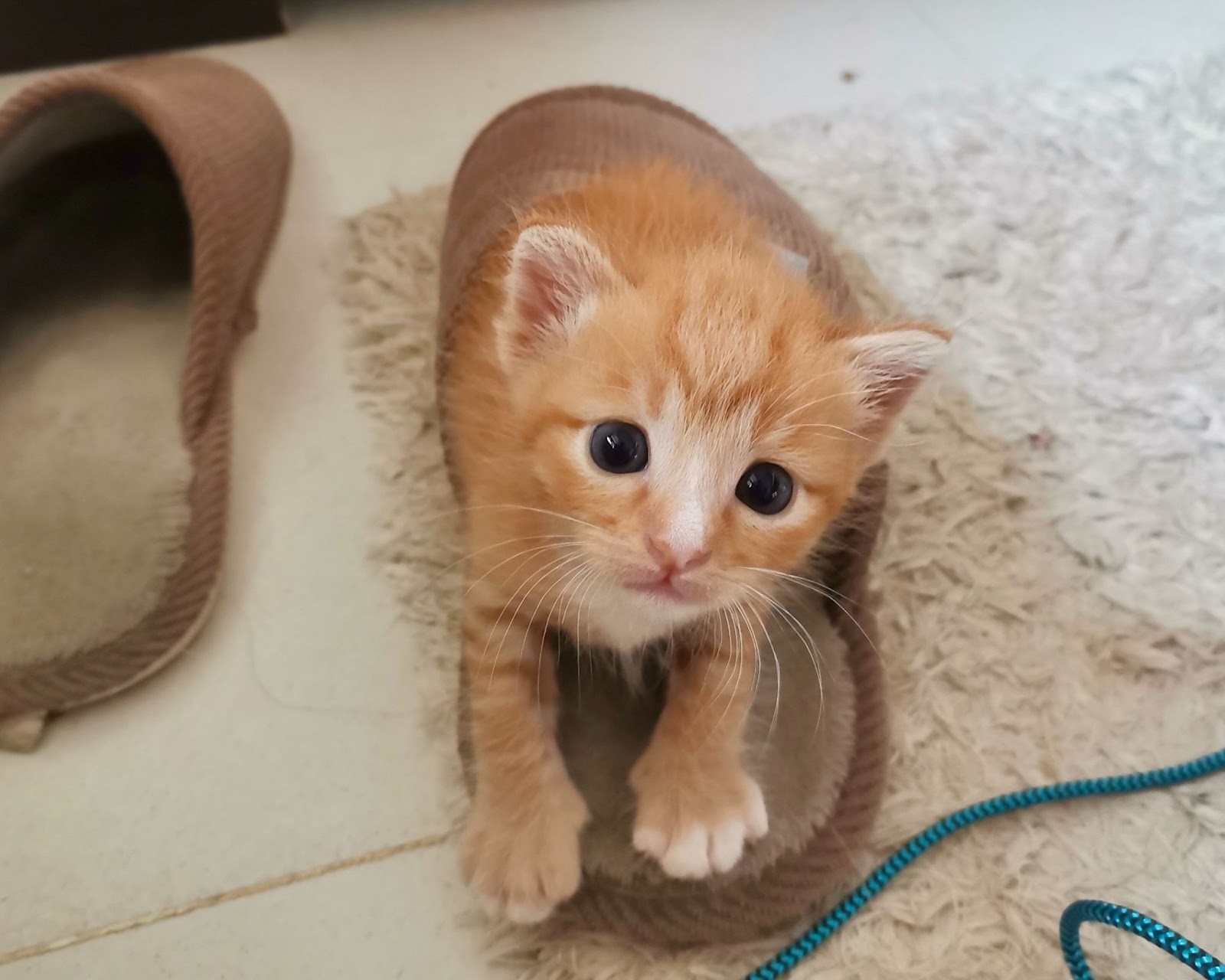 Kitten Age 101: How To Determine A Kitten’s Age - Zen Kitty World