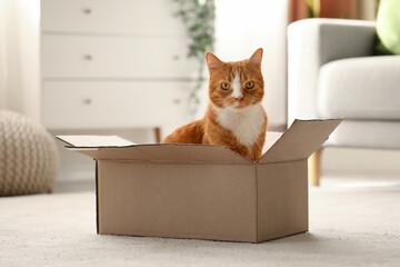 A cat sitting in a box

Description automatically generated