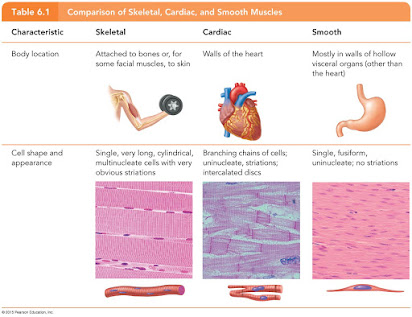 Smooth muscle cells are ______ structures