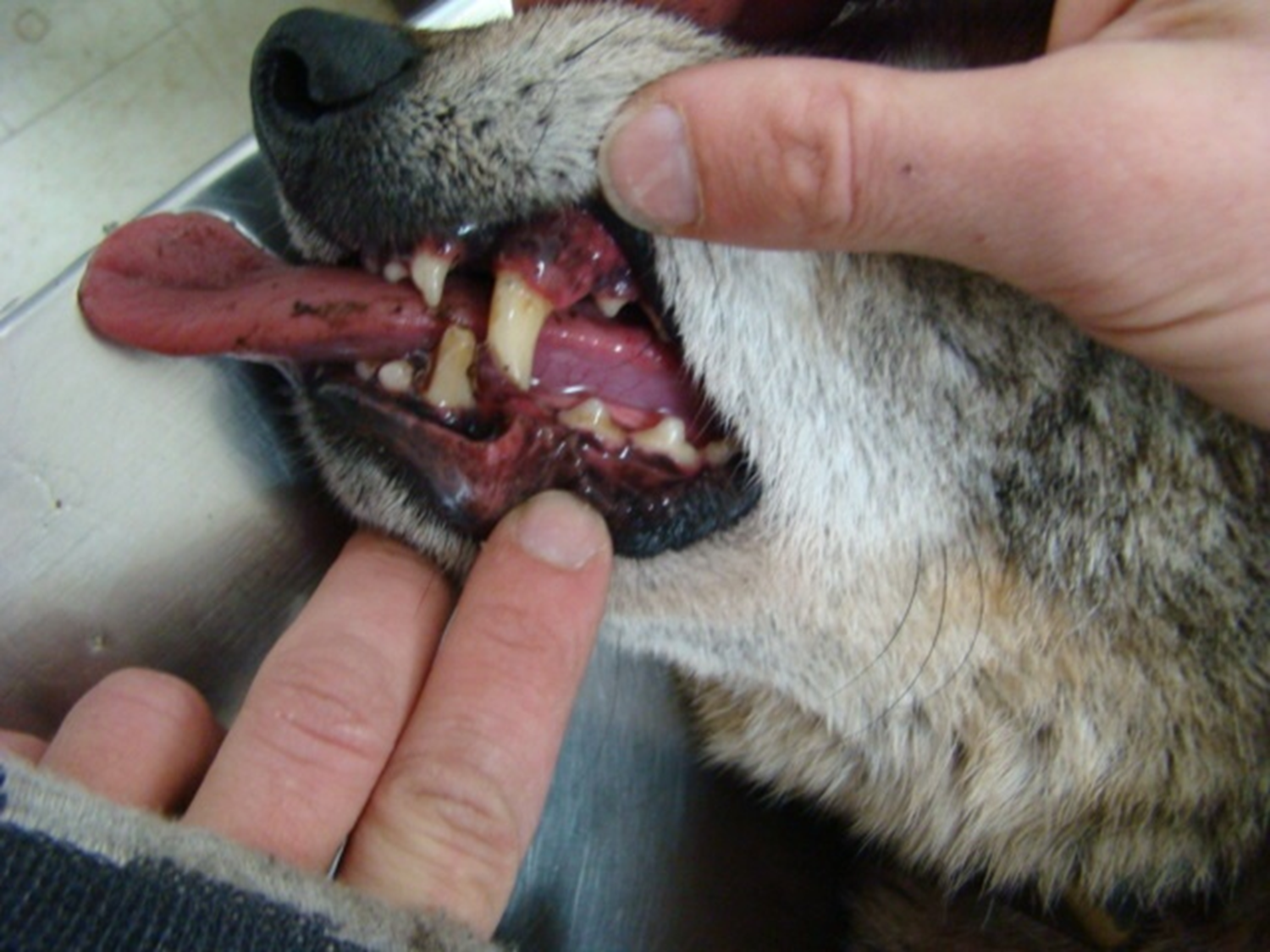 Closeup of the muzzle of an old coyote with worn-down teeth, its lips pulled back by a person's fingers.