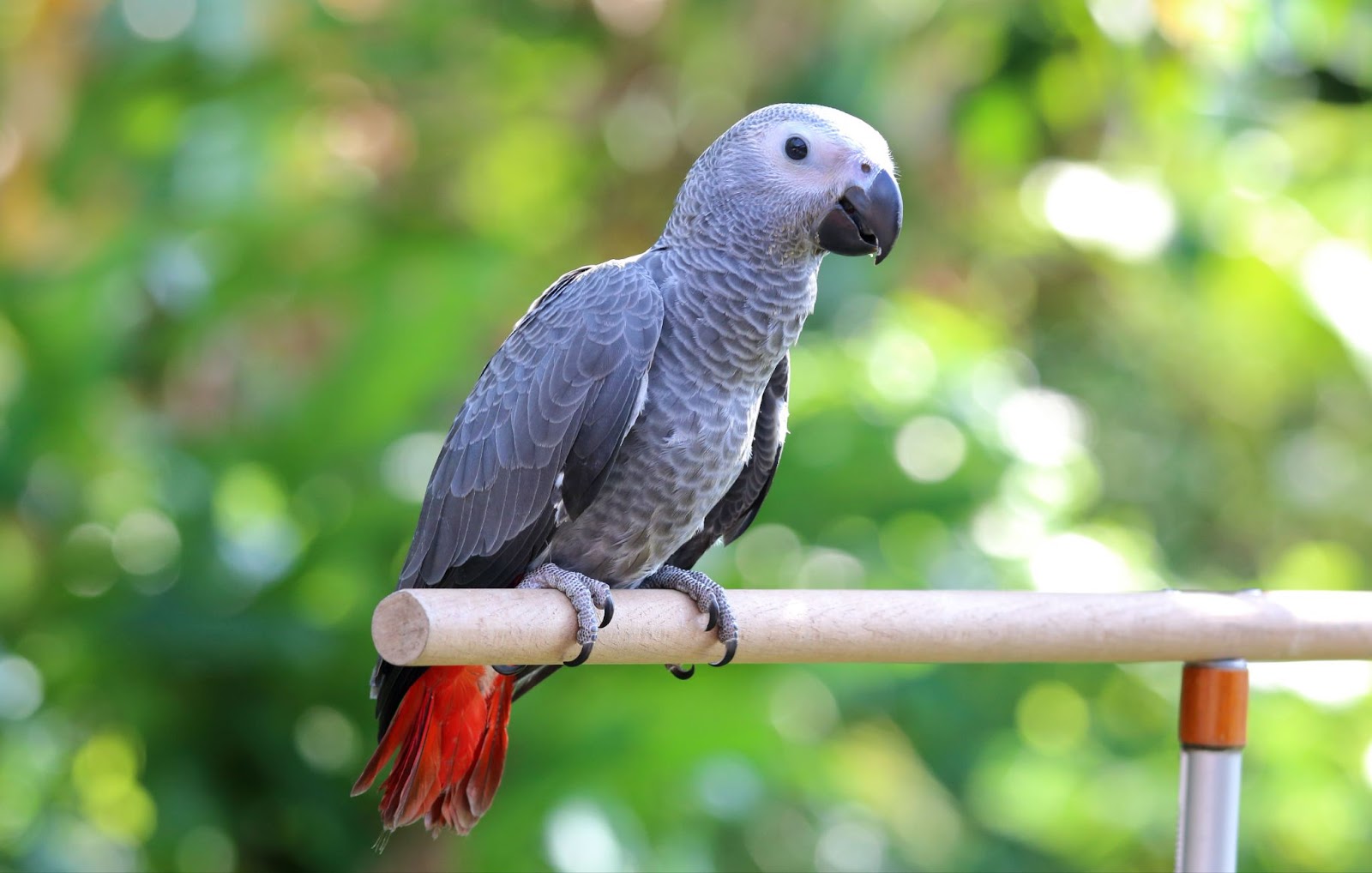 African Grey Parrots Names