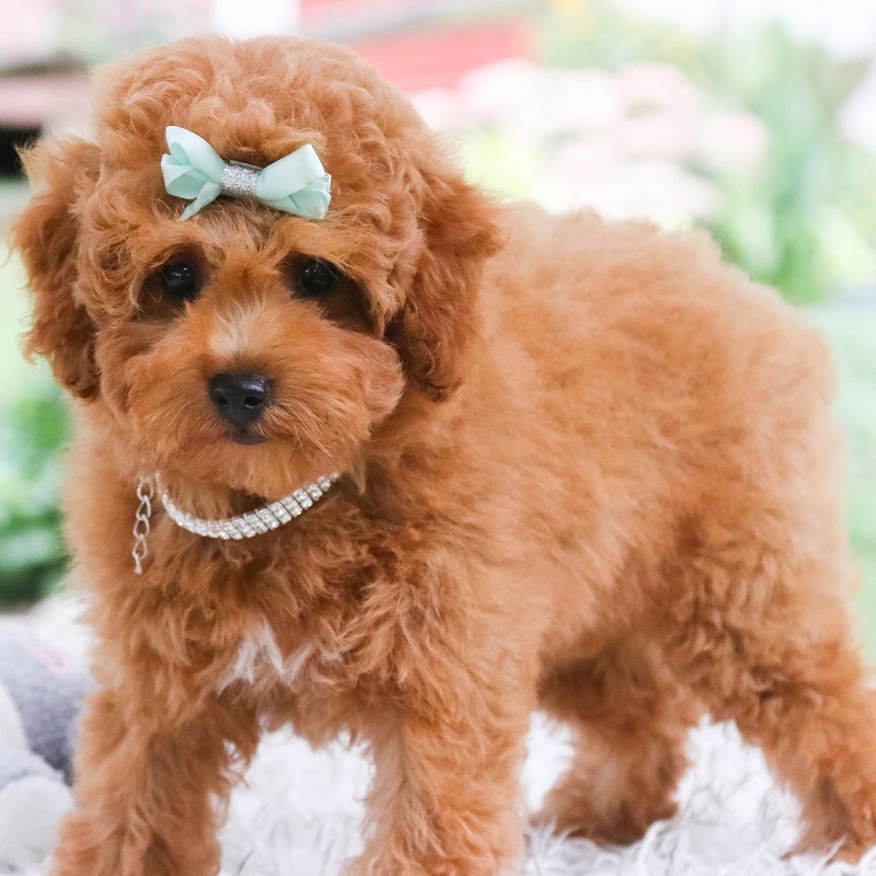 poodle puppy