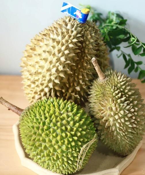 A group of durian on a plate  Description automatically generated