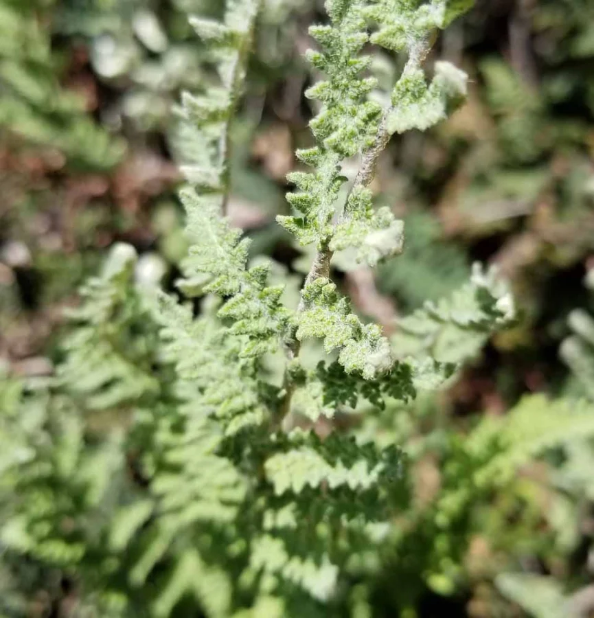 Lip Fern (Cheilanthes tomentosa)