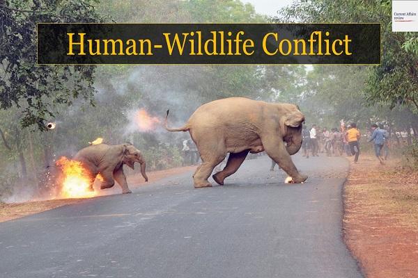 Human-Animal Conflict