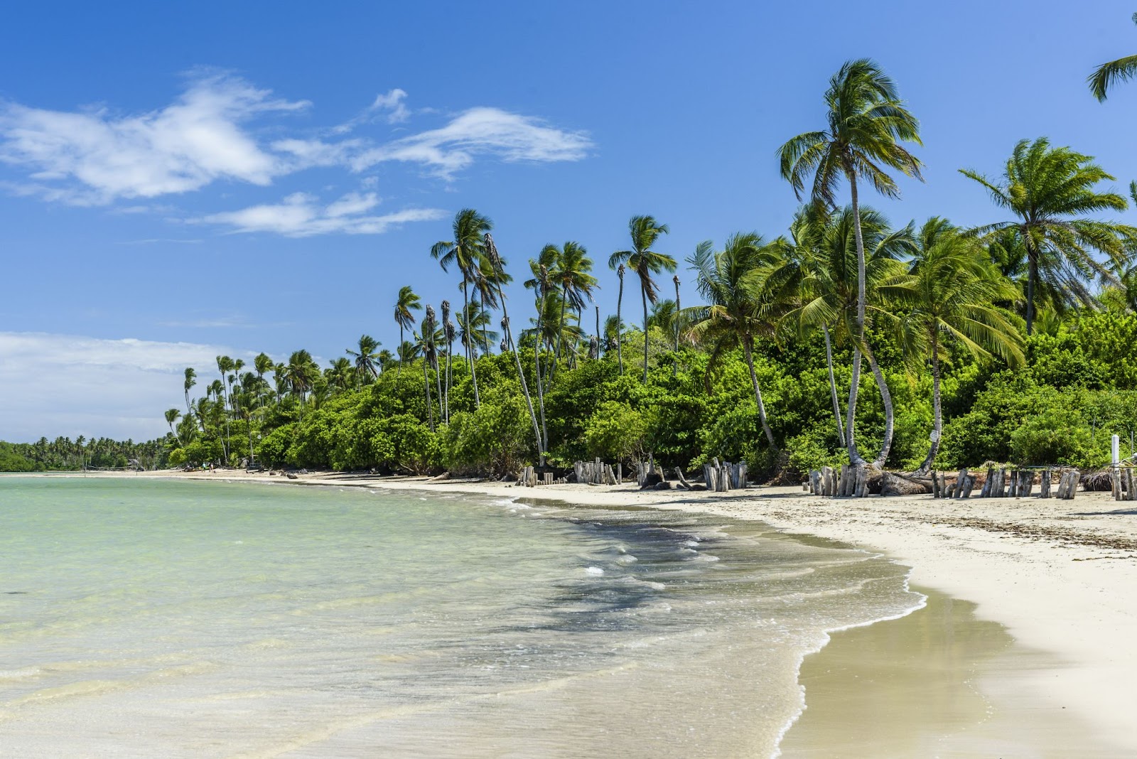 Praia com mar sem ondas e cristalino ao lado esquerdo, chegando à faixa de areia que é cercada pela vegetação e inúmeros coqueiros.