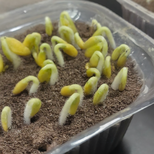 image of seed germination in paper towels