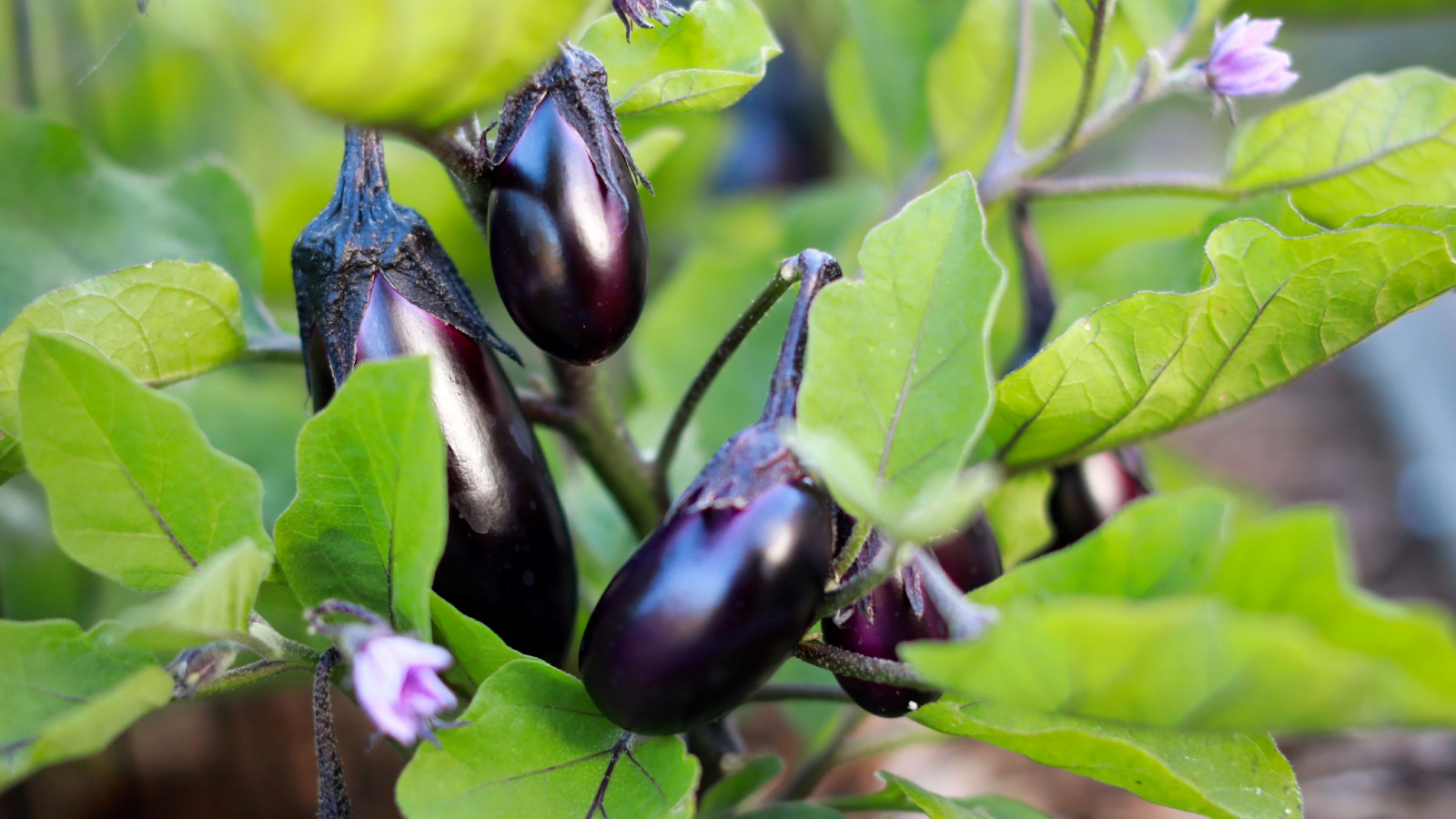 Tips for Growing Large Eggplants