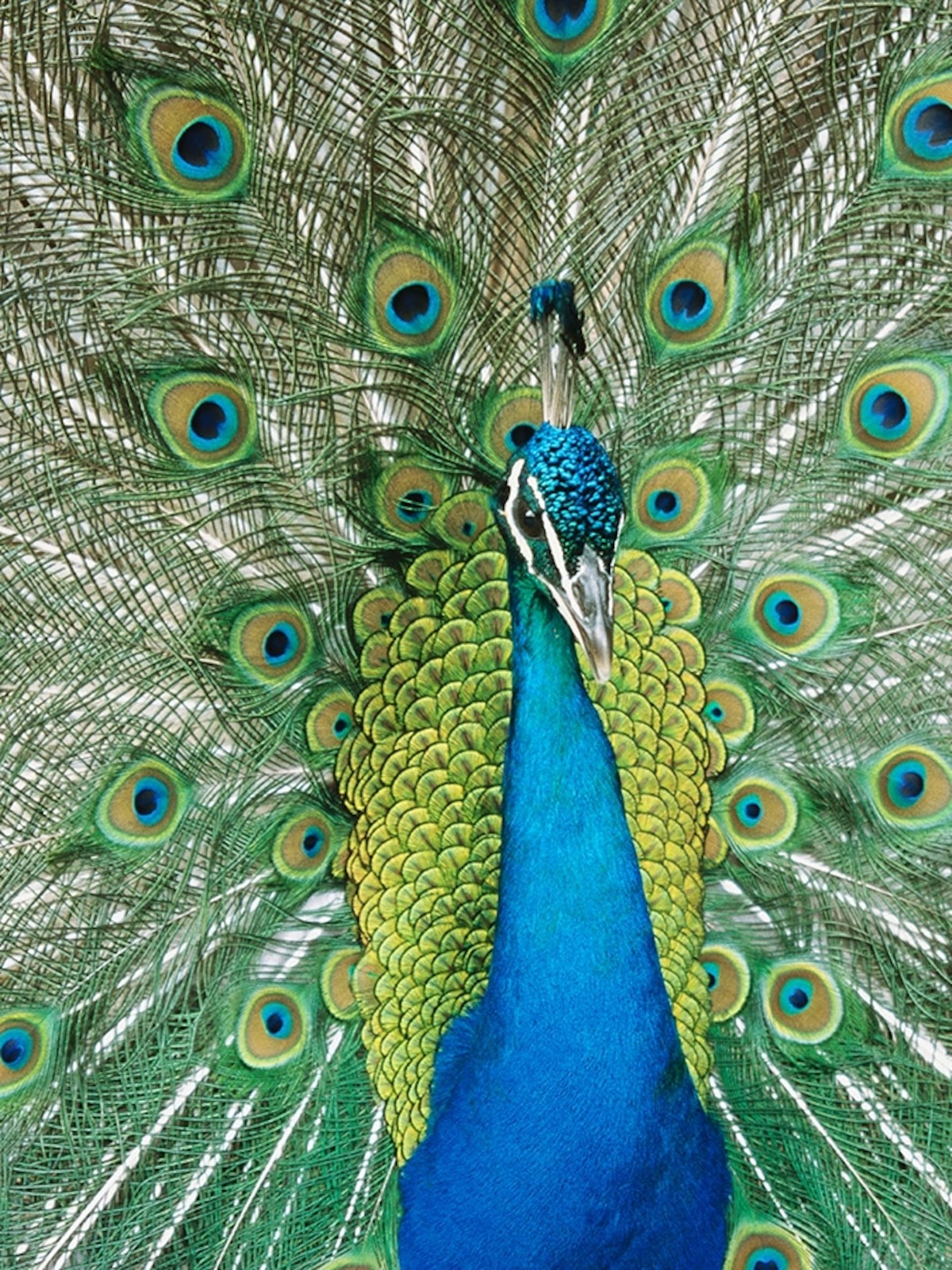 Indian Peafowl - Animal Profile, Facts, Pictures